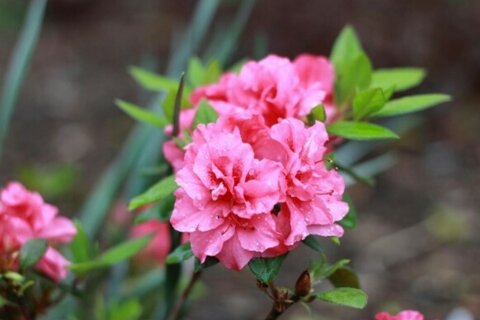 Les rhododendrons : des arbustes majestueux !